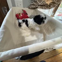 Oreo, a male Shih Tzu for sale in Applegate, MI – Photo 7 of 7