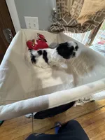 Boy 1 , a male Shih Tzu for sale in Applegate, MI – Photo 7 of 7