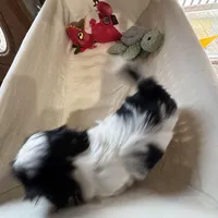 Oreo, a male Shih Tzu for sale in Applegate, MI – Photo 6 of 7