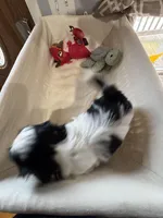 Boy 1 , a male Shih Tzu for sale in Applegate, MI – Photo 6 of 7