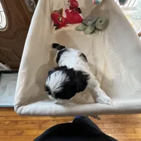 Oreo, a male Shih Tzu for sale in Applegate, MI – Photo 4 of 7