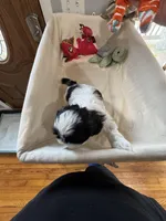 Boy 1 , a male Shih Tzu for sale in Applegate, MI – Photo 3 of 7