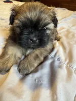 Daisy , a female Shih Tzu for sale in Applegate, MI – 10 of 10