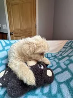 Girl 3 , a female Shih Tzu for sale in Applegate, MI – 3 of 10