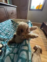 Girl 2 caramel , a female Shih Tzu for sale in Applegate, MI – 3 of 8