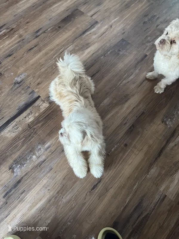 Luna – Shih Tzu puppy for sale in Applegate, MI
