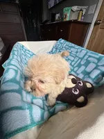 Girl 4 Starry , a female Shih Tzu for sale in Applegate, MI – 10 of 10