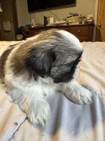 Girl 1 , a female Shih Tzu for sale in Applegate, MI – 7 of 10