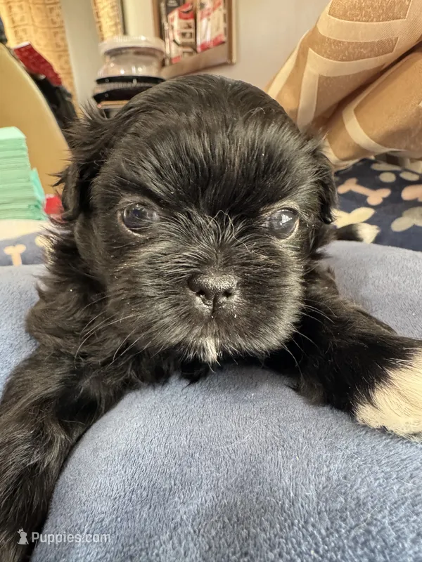 AKC Chloe  – Shih Tzu puppy for sale in Applegate, MI