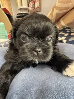 AKC Chloe , a female Shih Tzu for sale in Applegate, MI – 1 of 10