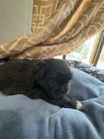AKC Chloe , a female Shih Tzu for sale in Applegate, MI – 9 of 10