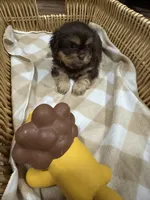 Stormy , a female Shih Tzu for sale in Applegate, MI – 6 of 10