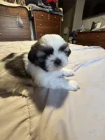 Girl 1 , a female Shih Tzu for sale in Applegate, MI – 6 of 10