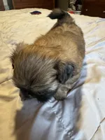 Daisy , a female Shih Tzu for sale in Applegate, MI – 4 of 10