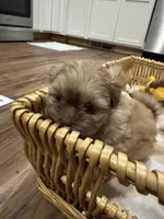 Luna, a female Shih Tzu for sale in Applegate, MI – 9 of 10