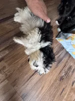 Buttons , a female Shih Tzu for sale in Applegate, MI – 9 of 10