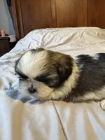 Girl 1 , a female Shih Tzu for sale in Applegate, MI – 3 of 10