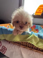 Bella , a female Shih Tzu for sale in Applegate, MI – 4 of 10