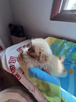Theodore , a male Shih Tzu for sale in Applegate, MI – 5 of 10