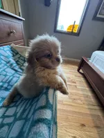 Girl 1 , a female Shih Tzu for sale in Applegate, MI – 6 of 7