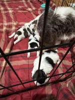 AKC Susie Q , a female Shih Tzu for sale in Applegate, MI – Photo 10 of 10