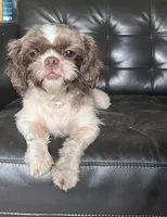 AKC Susie Q , a female Shih Tzu for sale in Applegate, MI – Photo 4 of 10