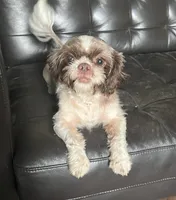 AKC Susie Q , a female Shih Tzu for sale in Applegate, MI – Photo 3 of 10