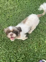 AKC Susie Q , a female Shih Tzu for sale in Applegate, MI – Photo 7 of 10