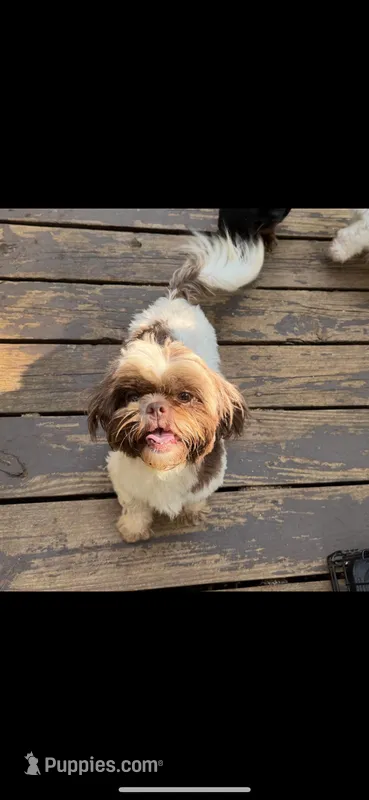 AKC Susie Q  – Shih Tzu puppy for sale in Applegate, MI