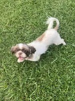 AKC Susie Q , a female Shih Tzu for sale in Applegate, MI – Photo 6 of 10