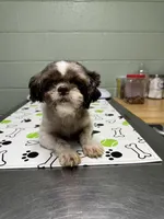 AKC Susie Q , a female Shih Tzu for sale in Applegate, MI – Photo 9 of 10