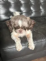 AKC Susie Q , a female Shih Tzu for sale in Applegate, MI – Photo 5 of 10