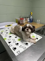 AKC Susie Q , a female Shih Tzu for sale in Applegate, MI – Photo 8 of 10