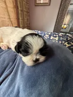 Girl 6 , a female Shih Tzu for sale in Applegate, MI – 1 of 5