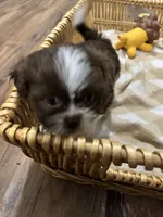 Sunny , a male Shih Tzu for sale in Applegate, MI – 10 of 10