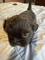 Chocolate Boy 1 , a male Shih Tzu for sale in Applegate, MI – 7 of 10