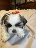 Girl 1 , a female Shih Tzu for sale in Applegate, MI – 8 of 10