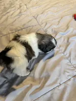Girl 2, a female Shih Tzu for sale in Applegate, MI – 9 of 10