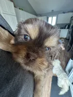 Stormy , a female Shih Tzu for sale in Applegate, MI – 2 of 10