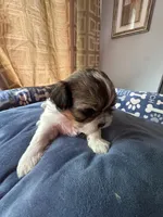 Boy 4 , a male Shih Tzu for sale in Applegate, MI – 4 of 4