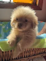 Theodore , a male Shih Tzu for sale in Applegate, MI – 8 of 10