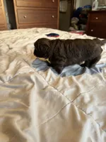 Chocolate Boy 1 , a male Shih Tzu for sale in Applegate, MI – 6 of 10