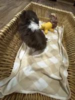 Sunny , a male Shih Tzu for sale in Applegate, MI – 9 of 10