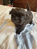 Chocolate Boy 1 , a male Shih Tzu for sale in Applegate, MI – 10 of 10