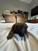 Chocolate Boy 1 , a male Shih Tzu for sale in Applegate, MI – 2 of 10