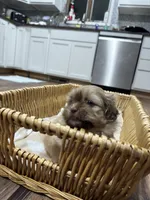 Luna, a female Shih Tzu for sale in Applegate, MI – 10 of 10