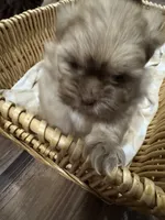 Luna, a female Shih Tzu for sale in Applegate, MI – 4 of 10
