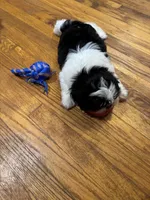 Fatboy , a male Shih Tzu for sale in Applegate, MI – 5 of 9