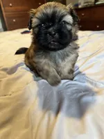 Daisy , a female Shih Tzu for sale in Applegate, MI – 7 of 10
