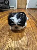 Fatboy , a male Shih Tzu for sale in Applegate, MI – 9 of 9
